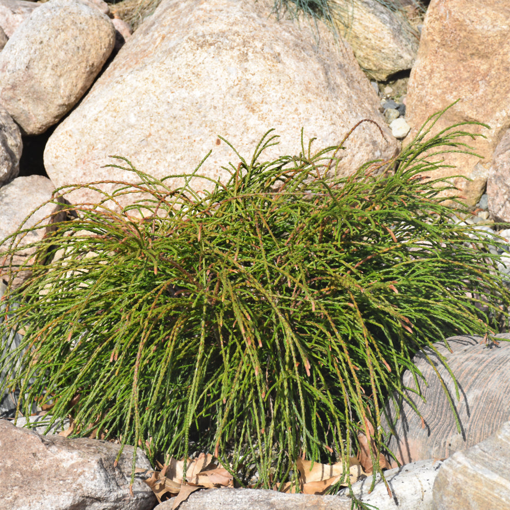 Thuja plicata 'Whipcord'