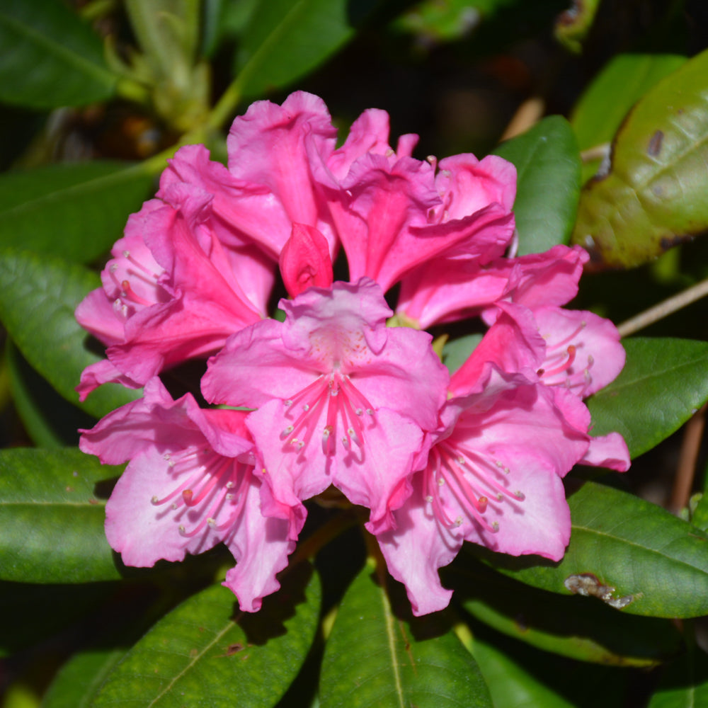 Rhododendron 'Haaga'