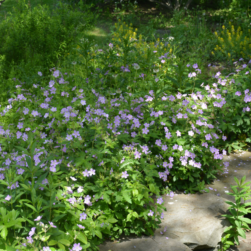 Spotted Cranesbill