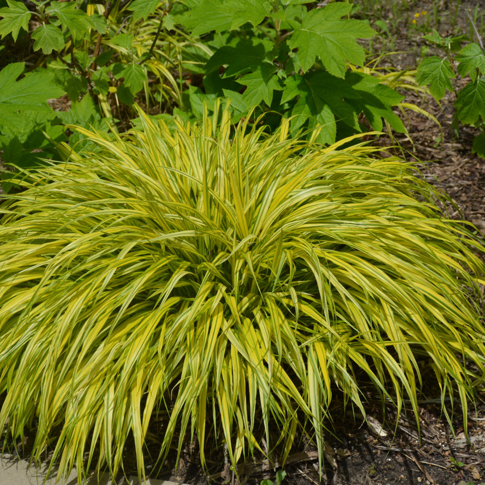 Hakonechloa macra 'Aureola'