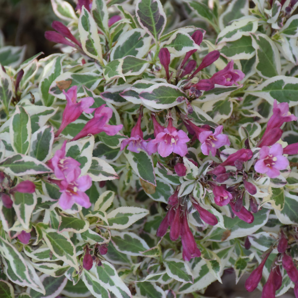 Weigela florida 'Verweig'