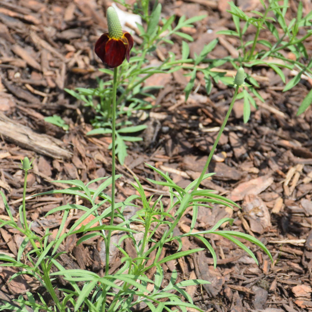 Red Midget Mexican Hat