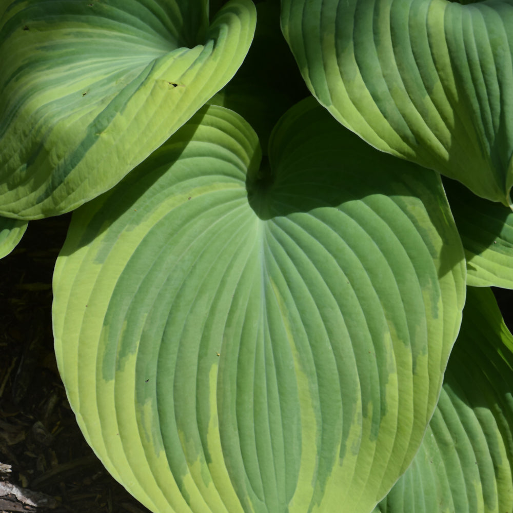 Earth Angel Hosta