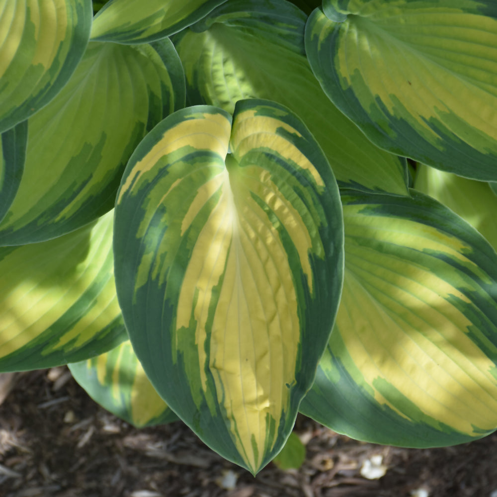 June Hosta