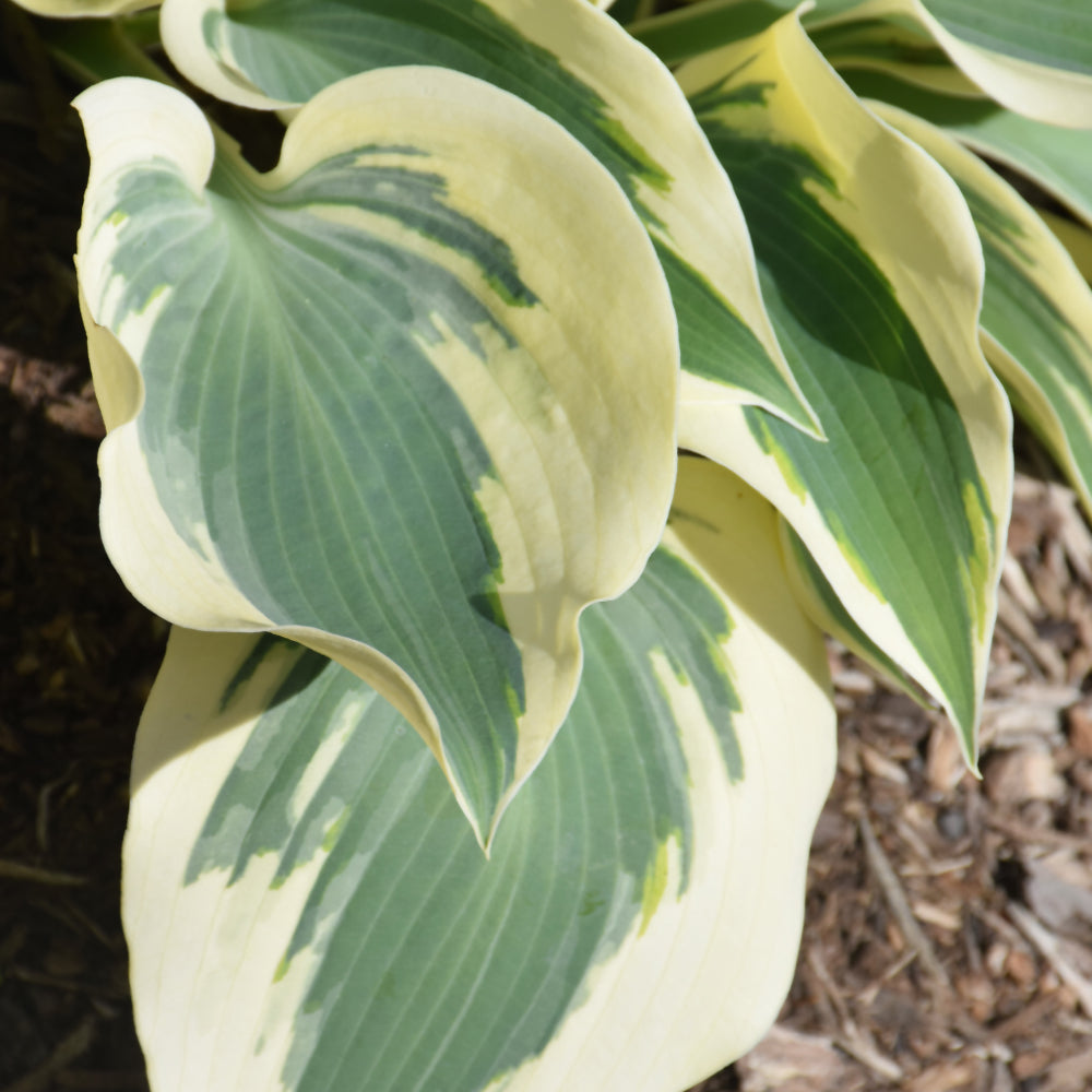 Hosta 'Blue Ivory'