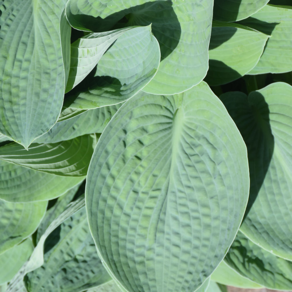 Big Daddy Hosta