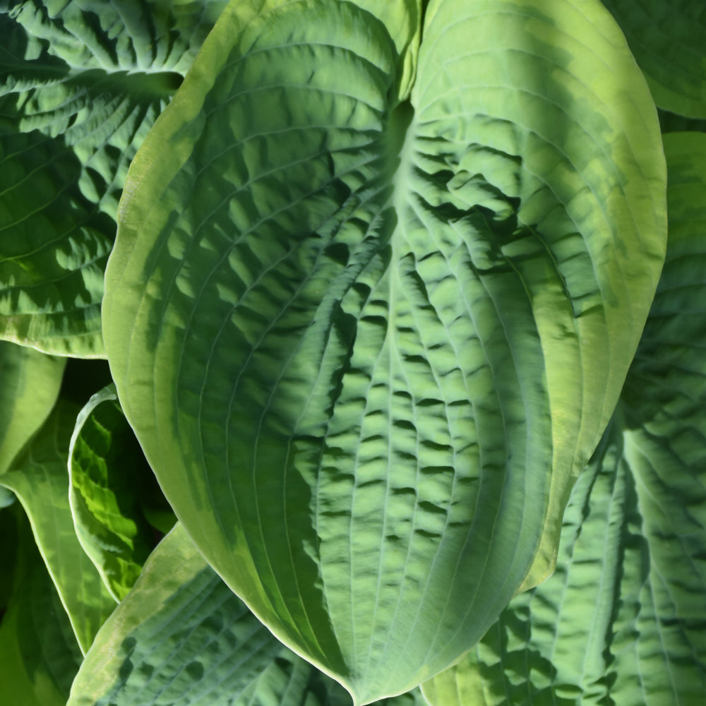 Frances Williams Hosta