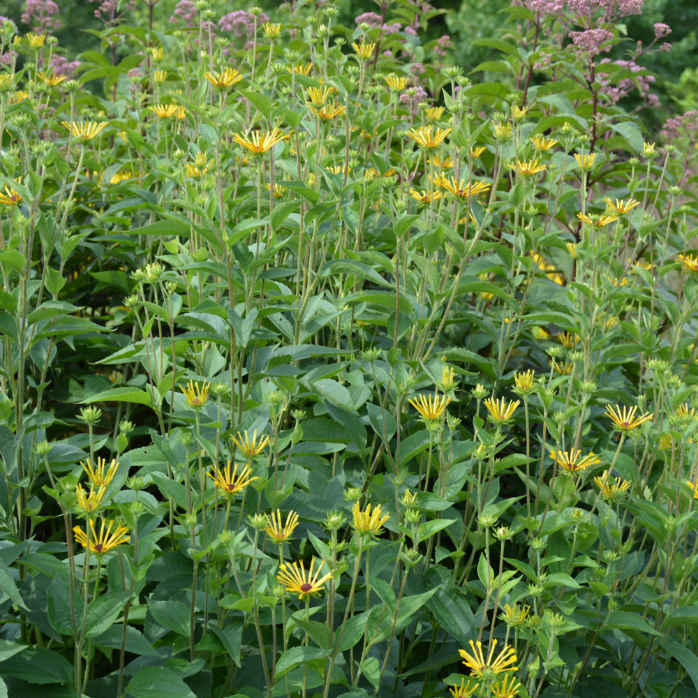 Henry Eilers Sweet Coneflower