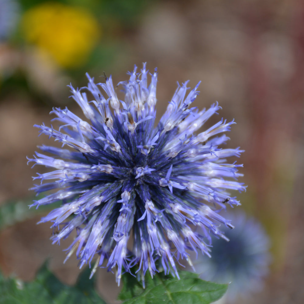 Blue Glow Globe Thistle