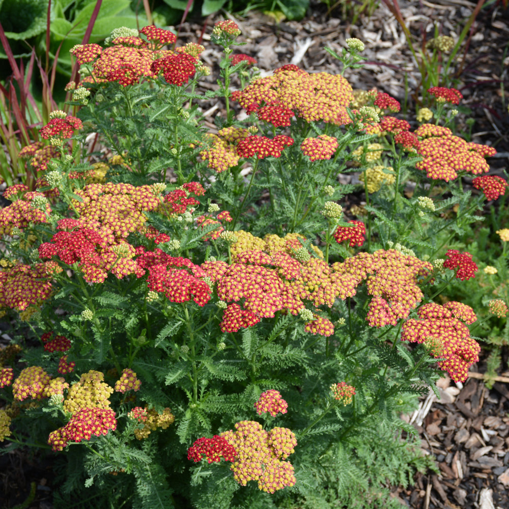 Strawberry Seduction Yarrow