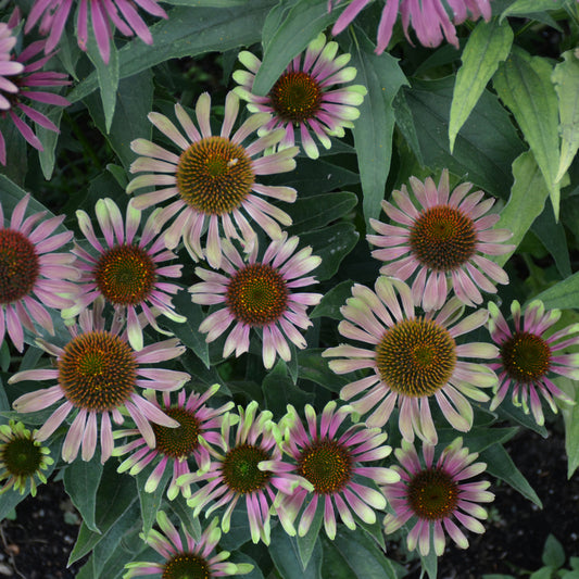 Echinacea purpurea 'Green Twister'