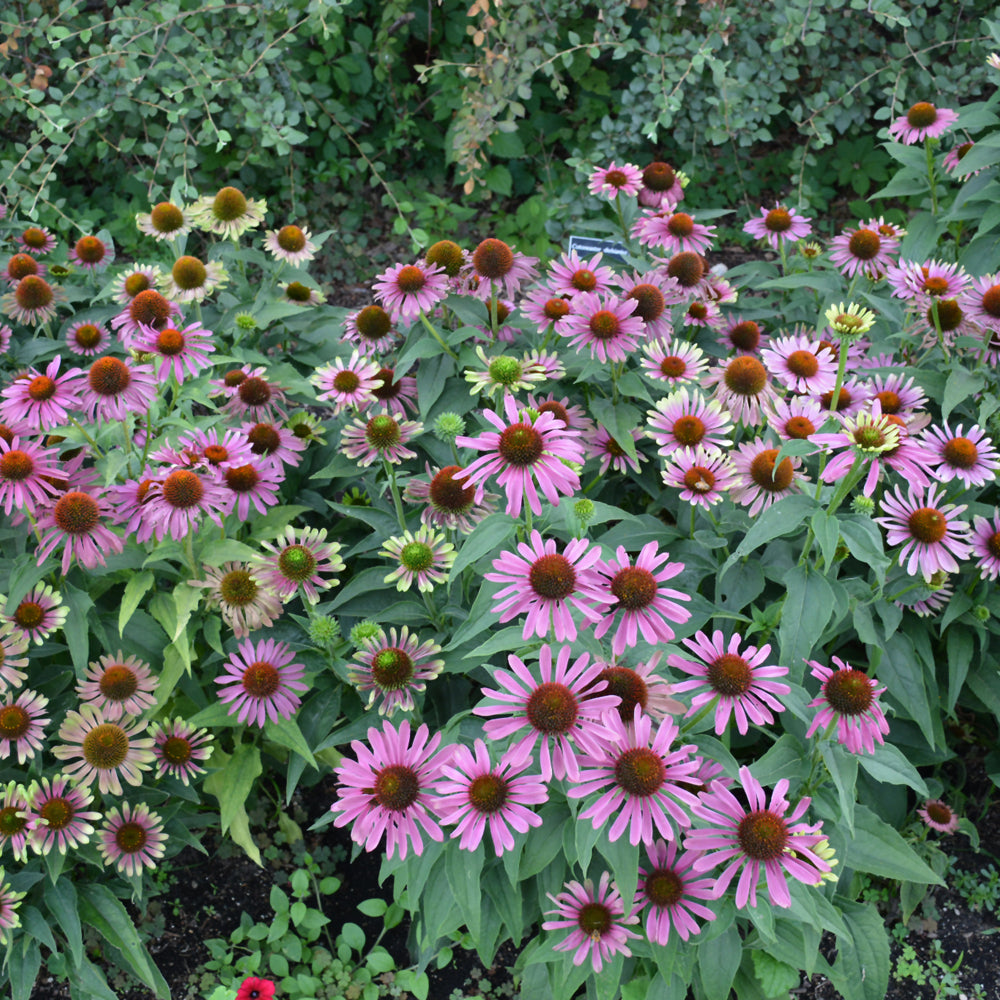 Green Twister Coneflower