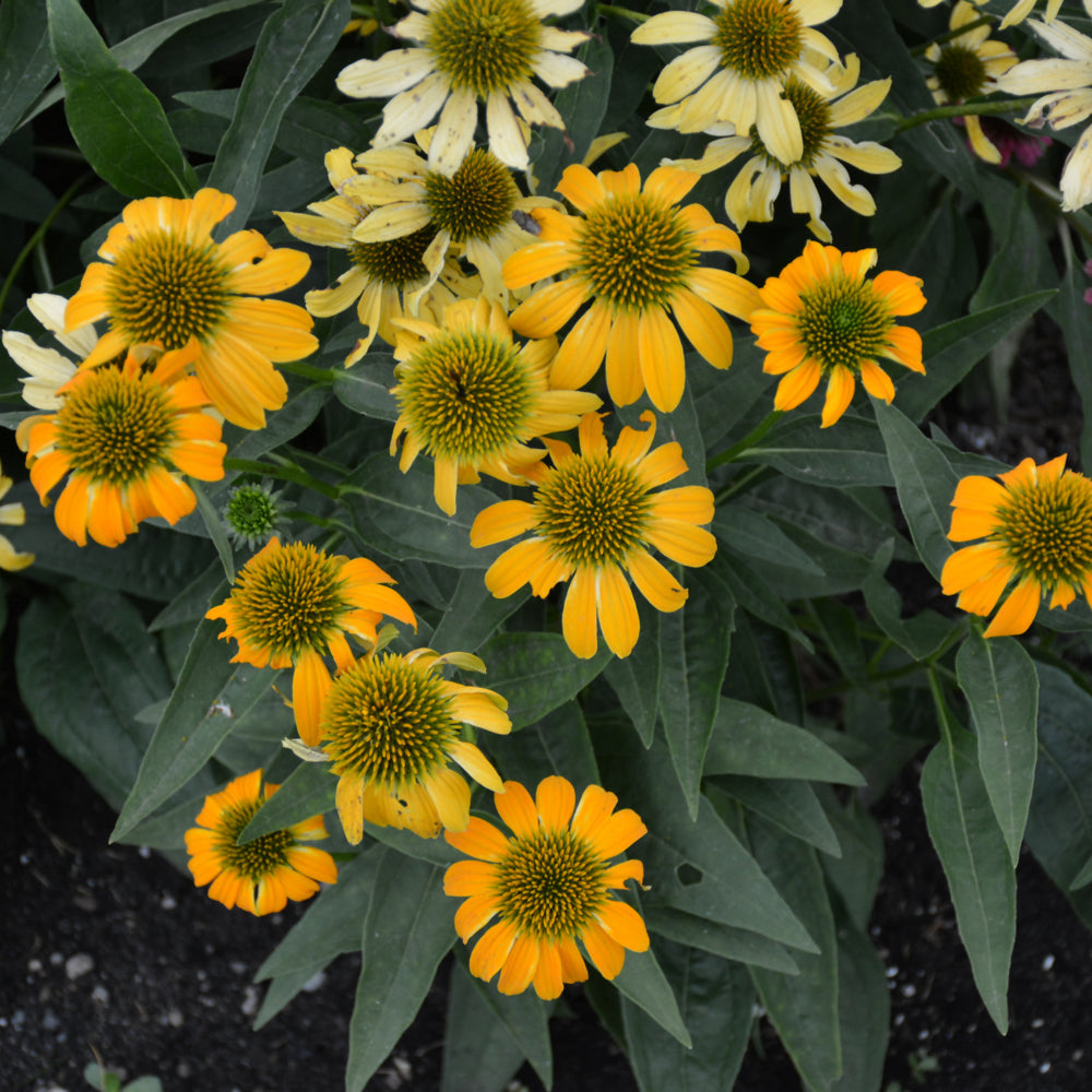 Mellow Yellows Coneflower