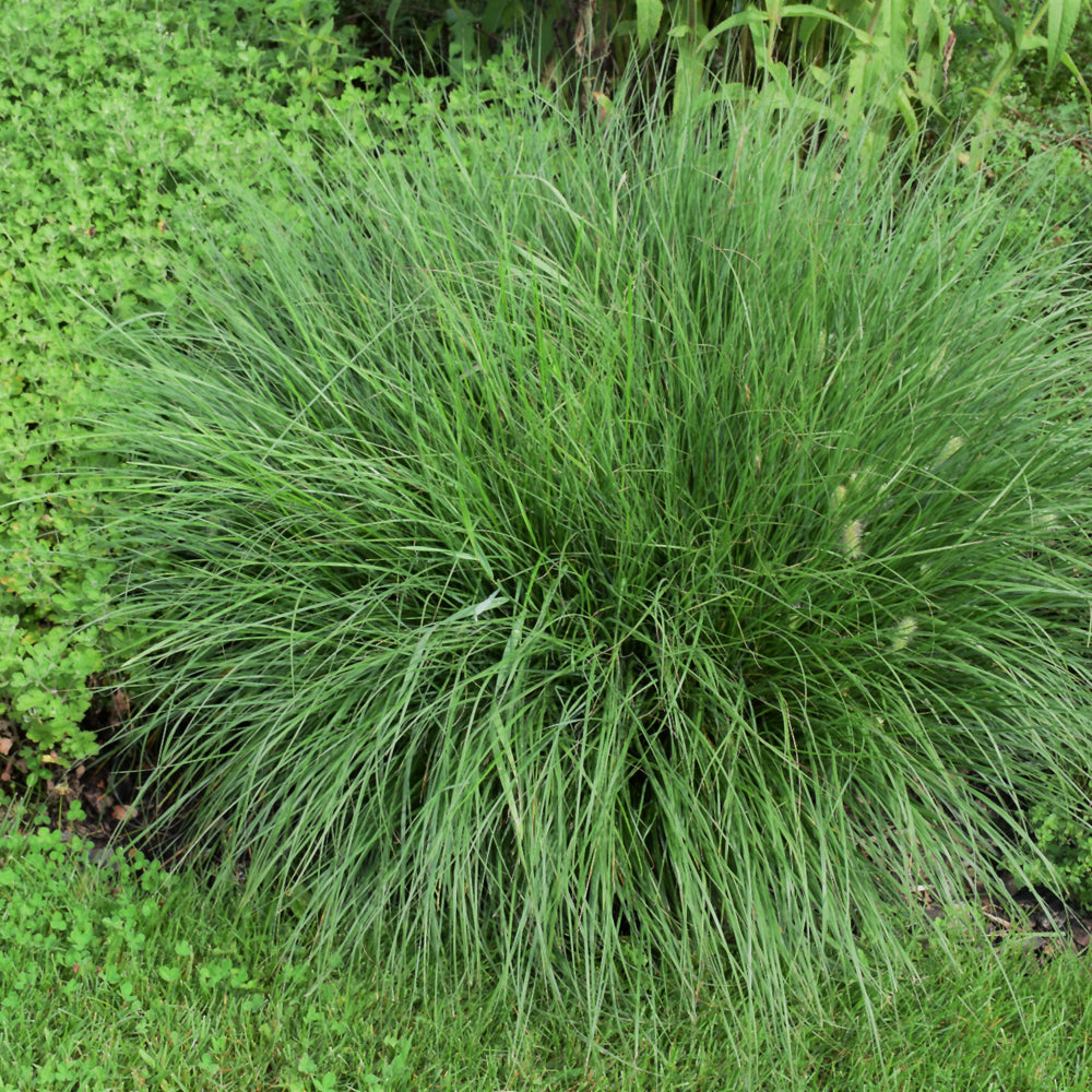 Little Bunny Dwarf Fountain Grass