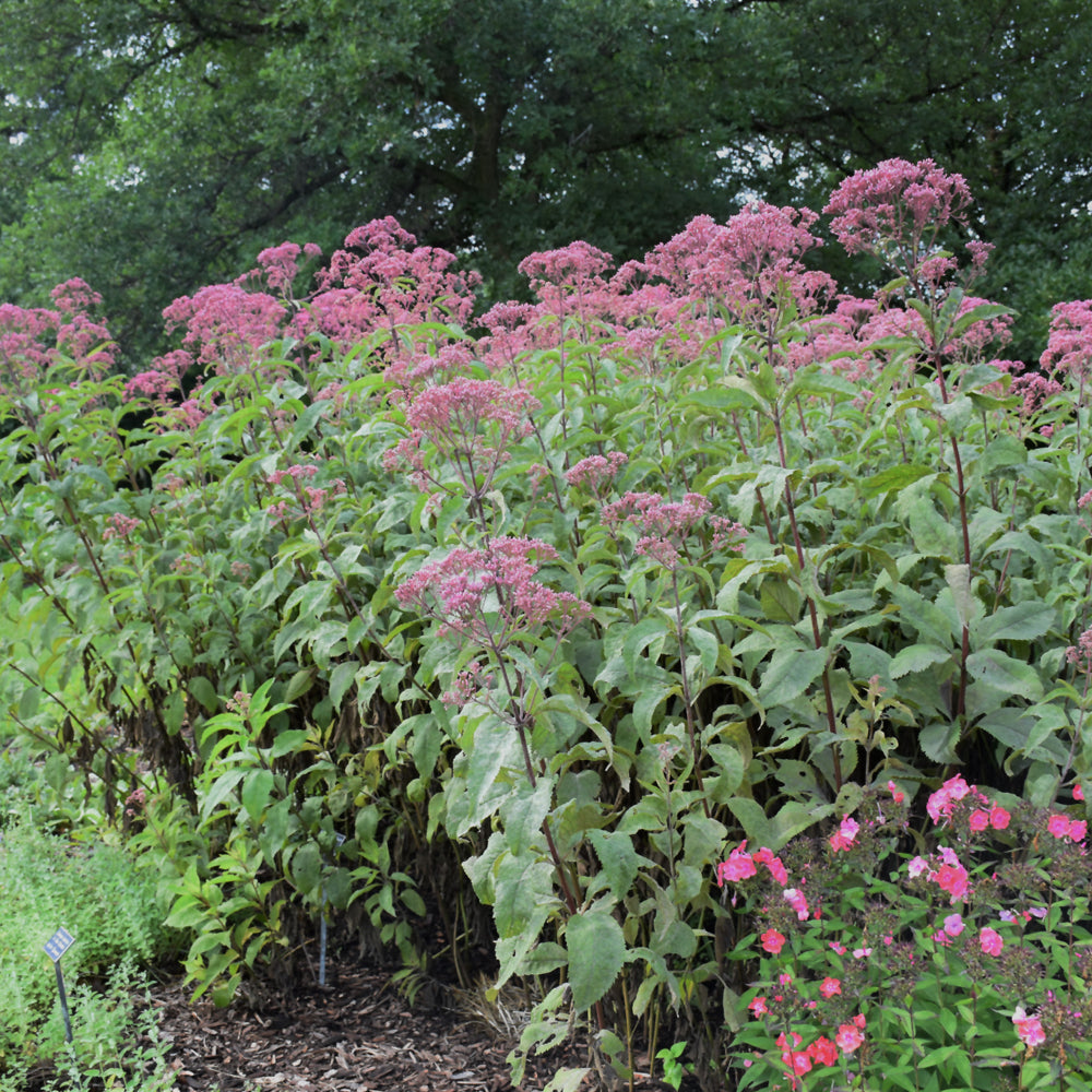 Gateway Joe Pye Weed