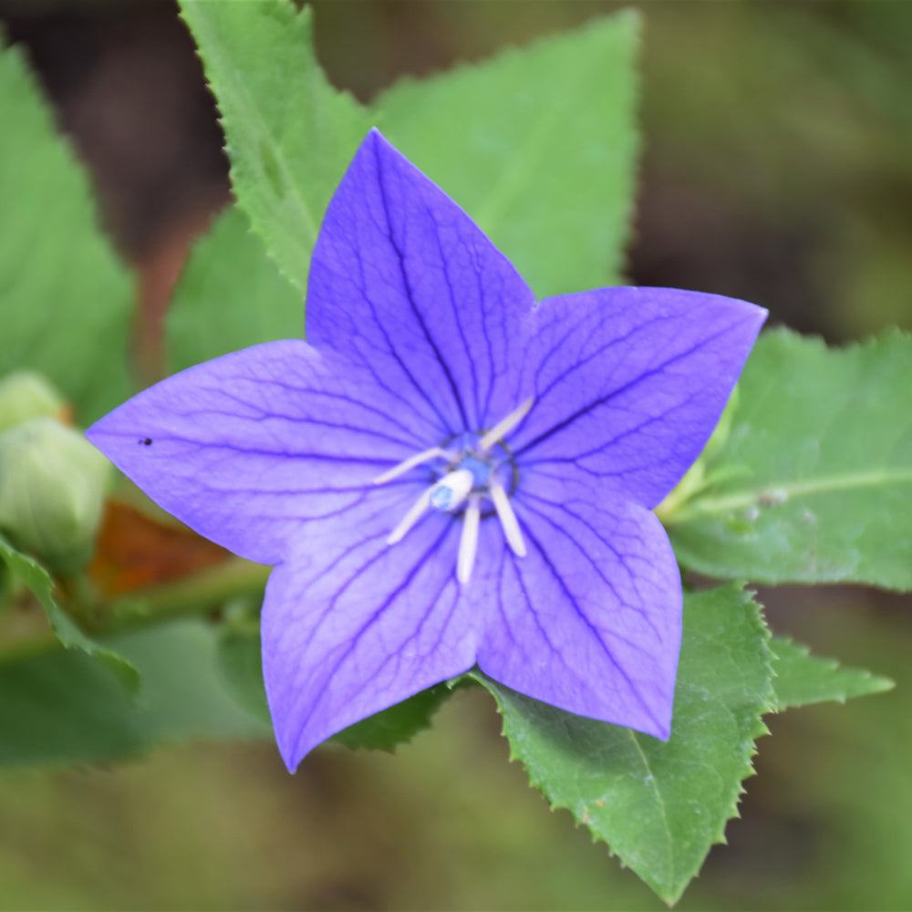 Astra Blue Balloon Flower