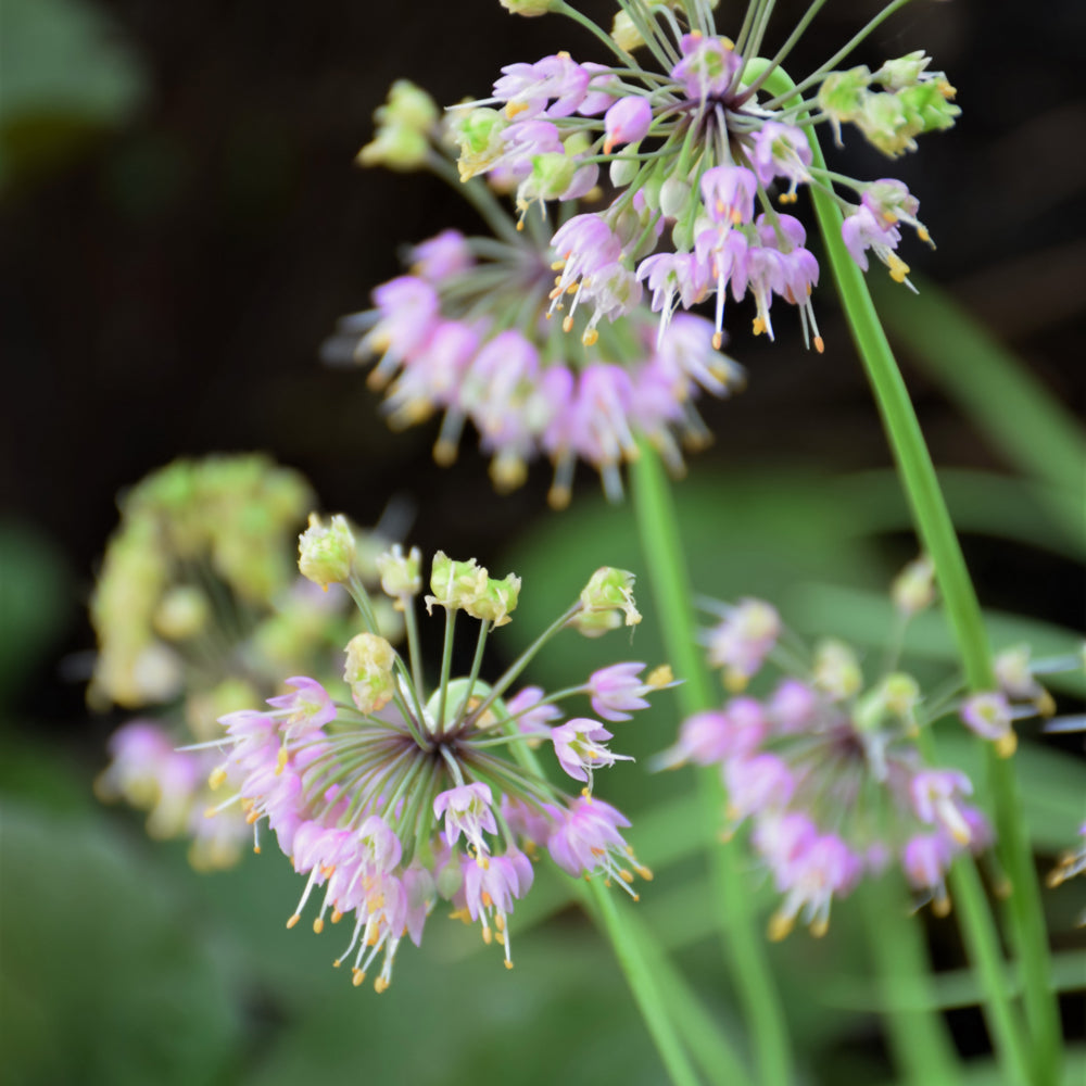 Nodding Onion