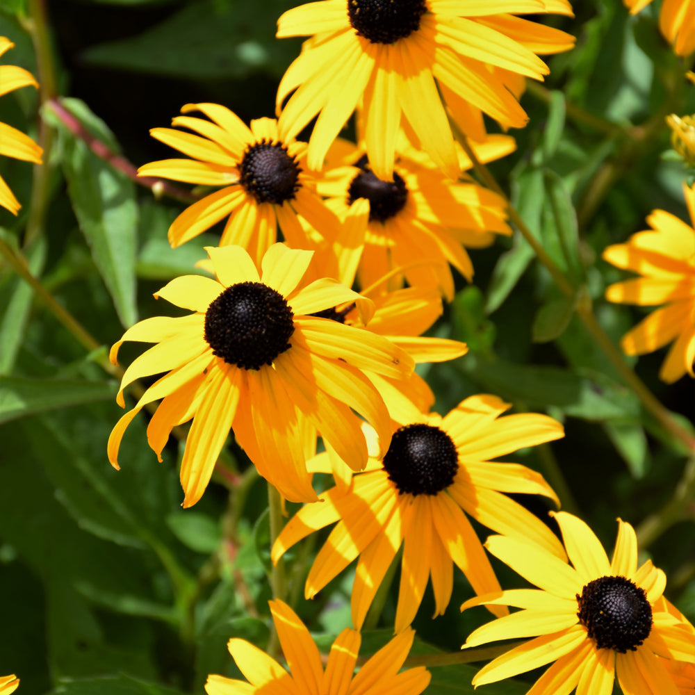 Rudbeckia fulgida 'Goldsturm'