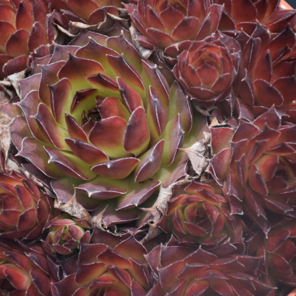 Black Hens And Chicks