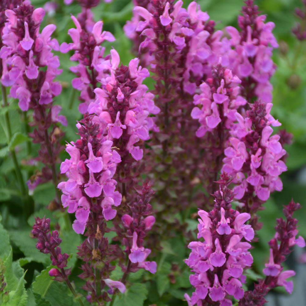 Salvia nemorosa 'Rose Marvel'