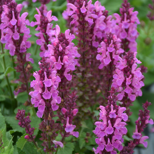 Salvia nemorosa 'Rose Marvel'