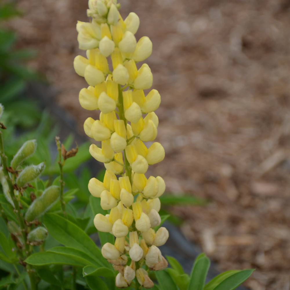 Lupini Yellow Shades Lupine