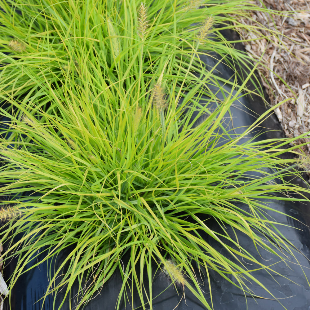 Lumen Gold™ Fountain Grass