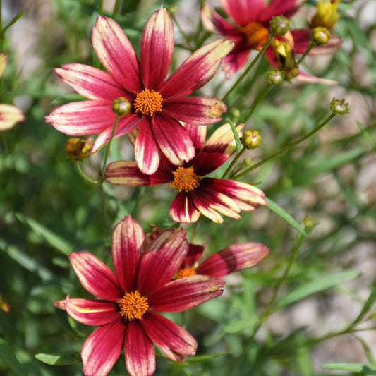 Coreopsis 'Red Elf'