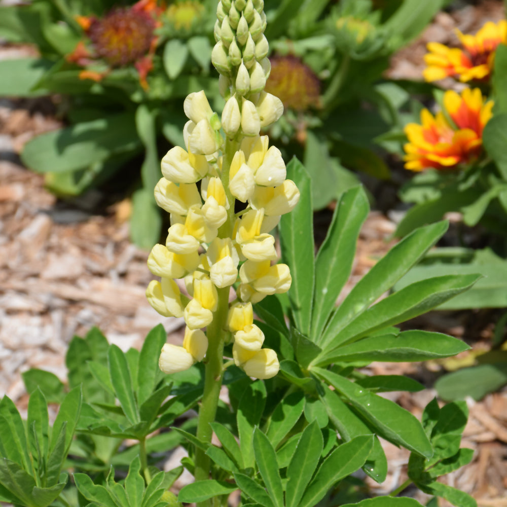 Lupinus polyphyllus 'Lupini Yellow Shades'