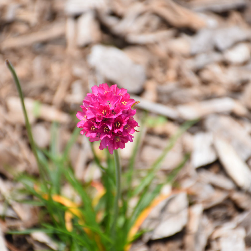 Morning Star Deep Rose Sea Thrift