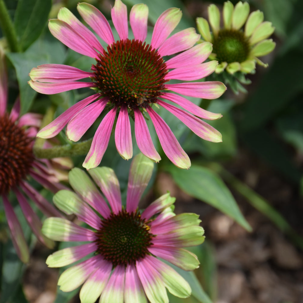 Echinacea purpurea 'Green Twister'