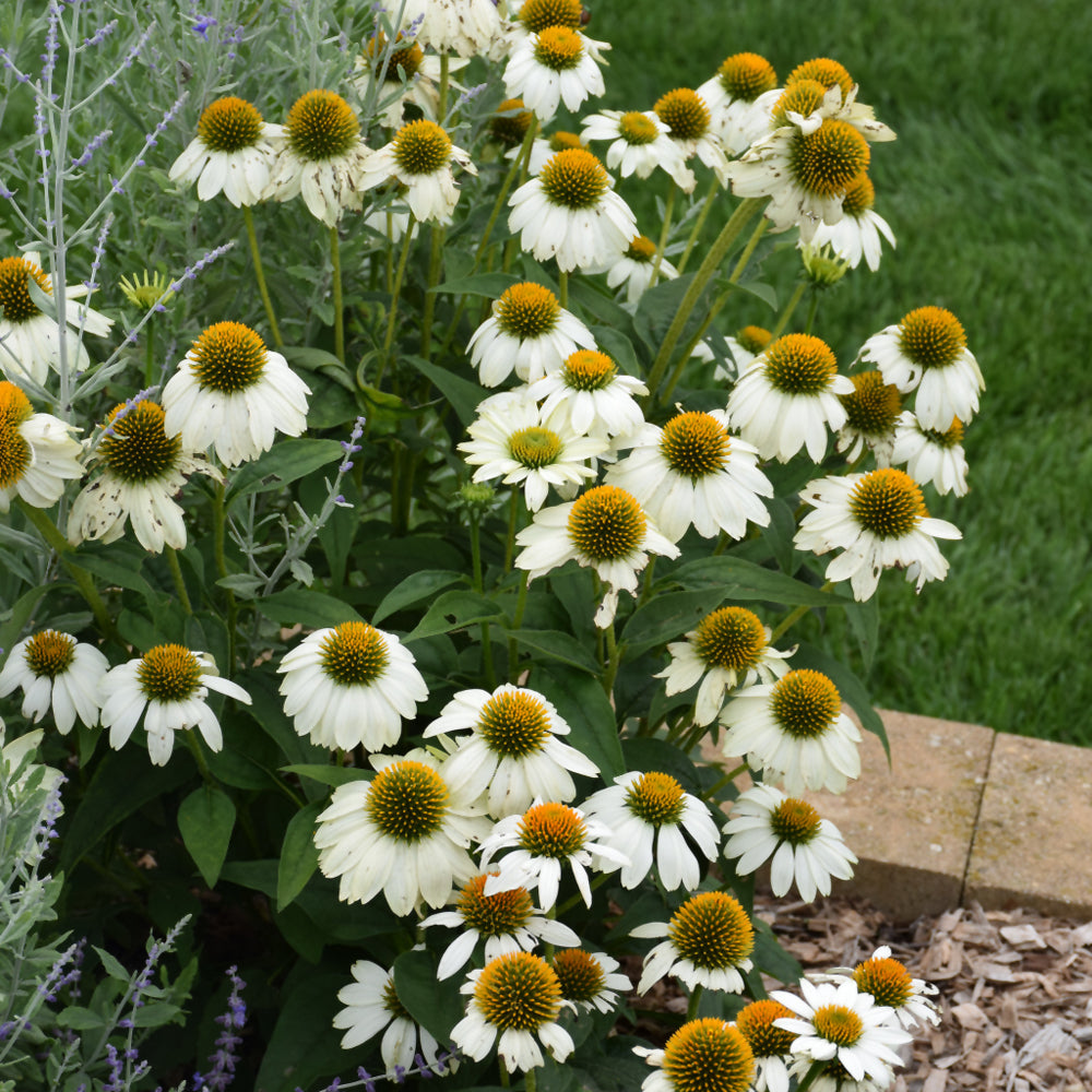 PowWow White Coneflower