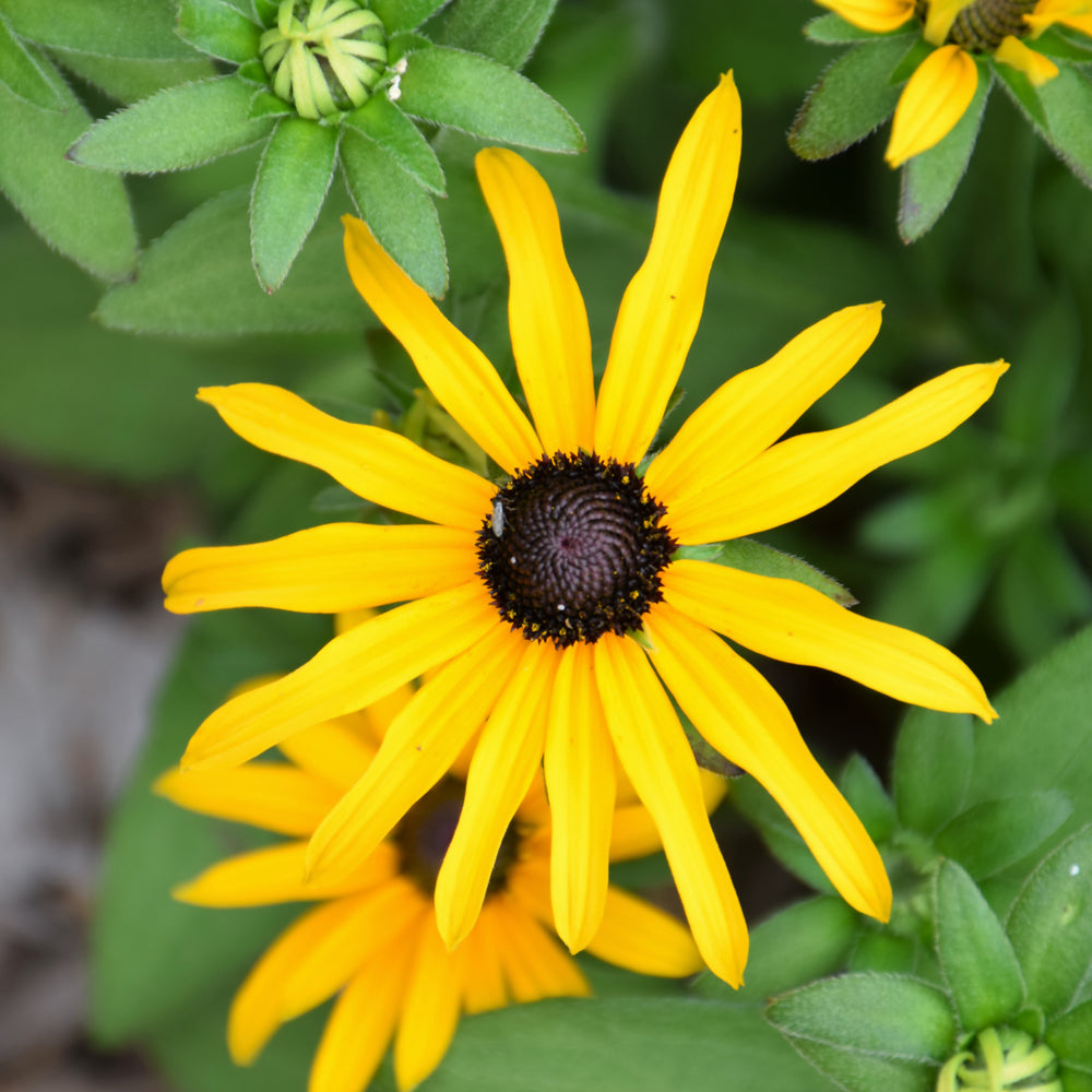 Deam's Coneflower