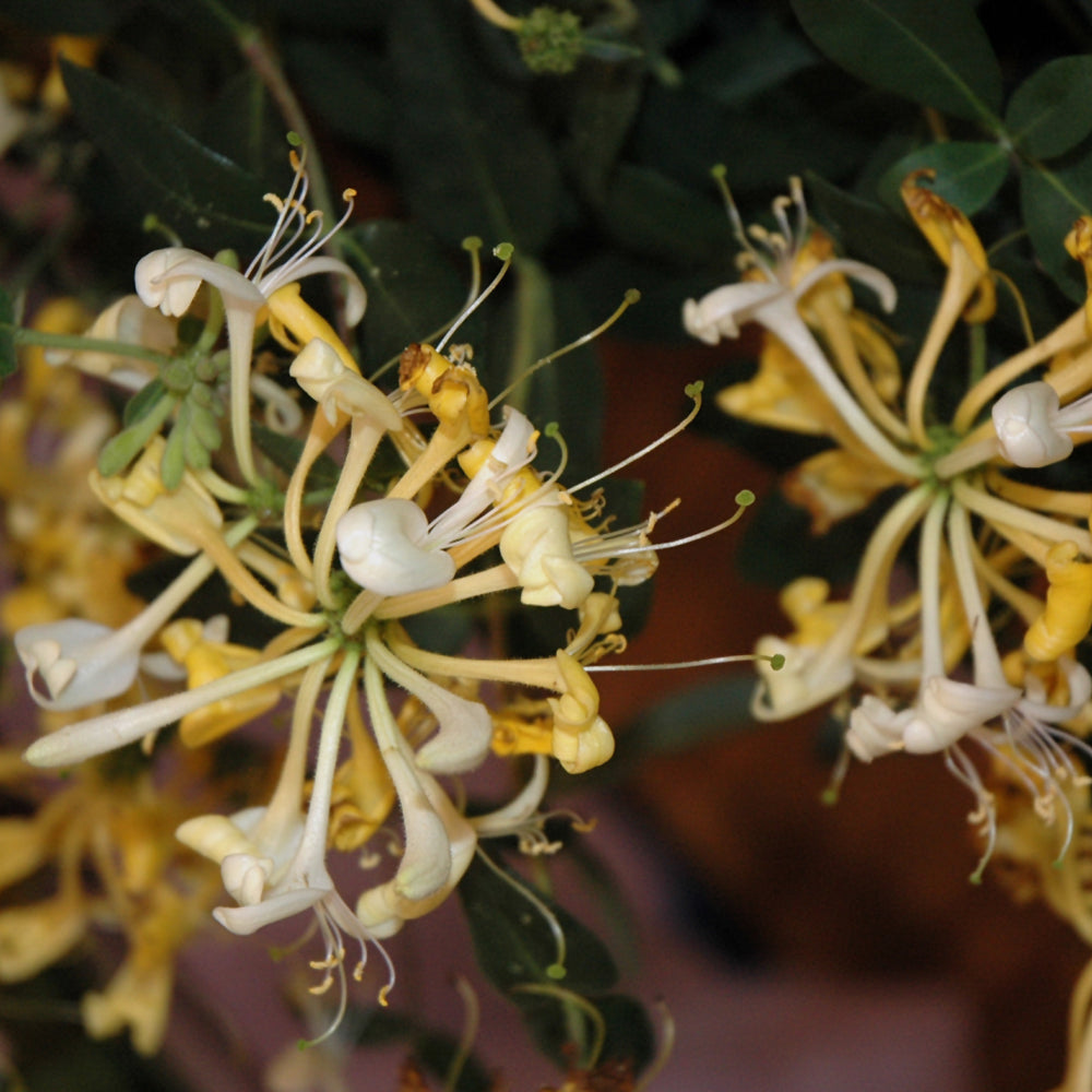 Lonicera periclymenum 'Scentsation'