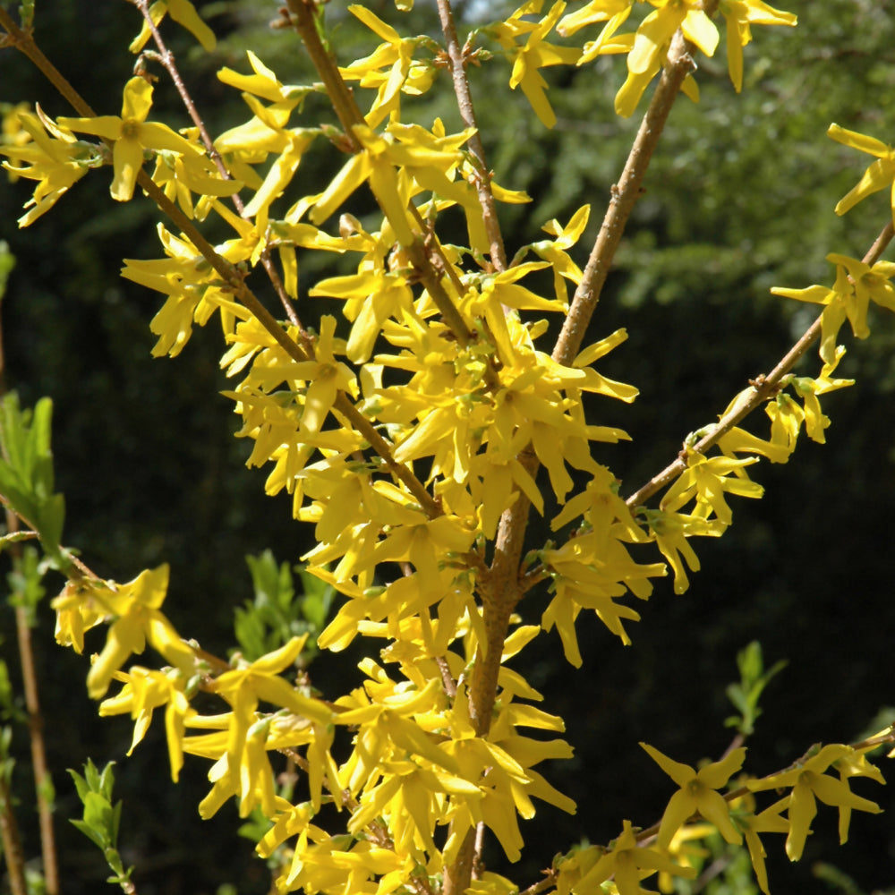 Forsythia 'Meadowlark'