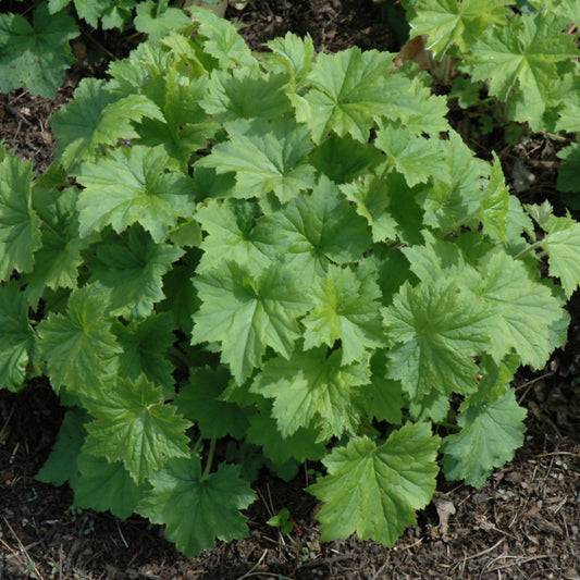 Heuchera villosa 'Autumn Bride'