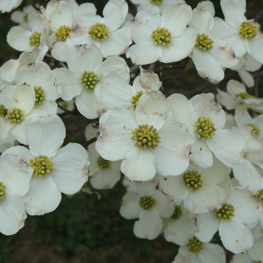 Cornus florida 'Cloud 9'