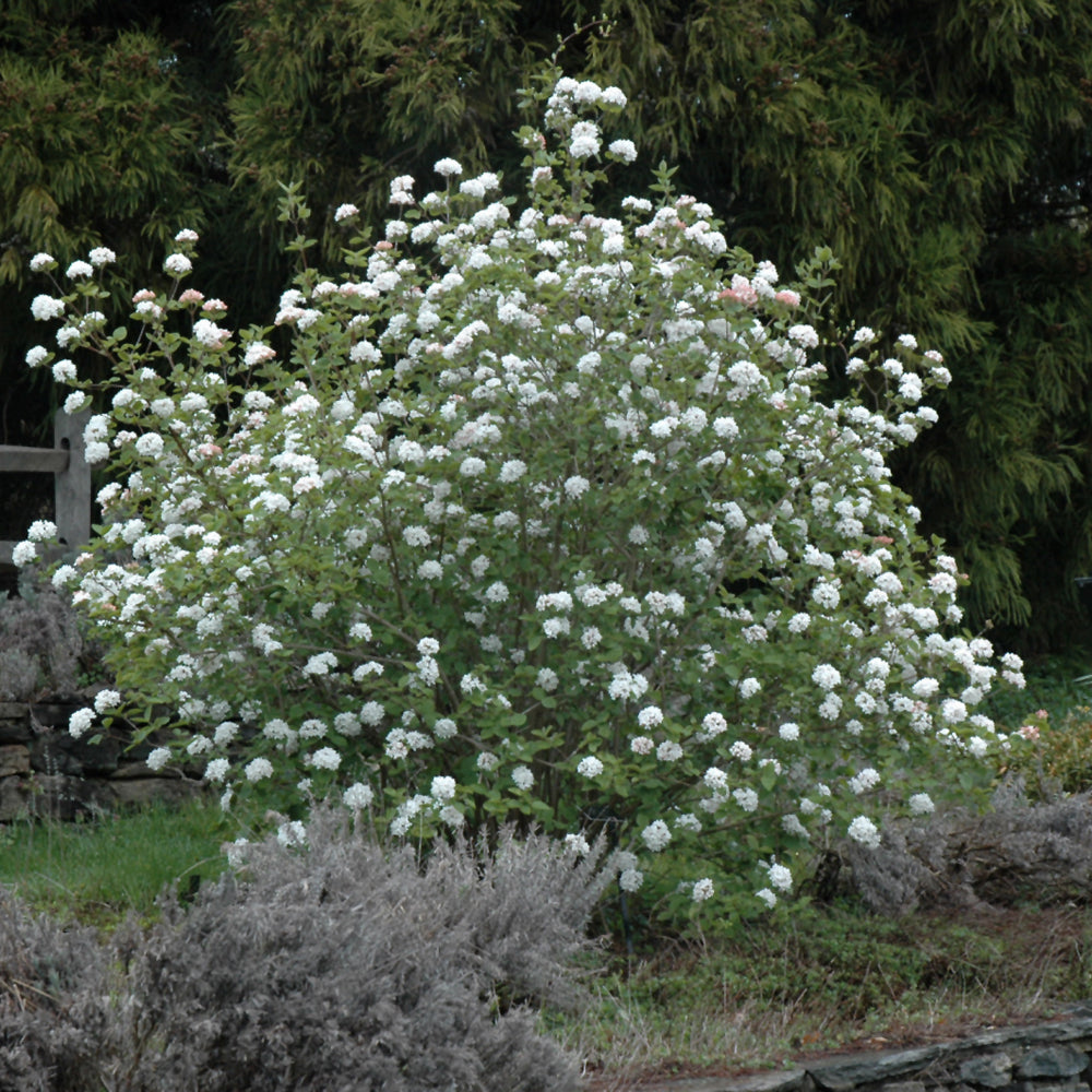 Viburnum carlesii