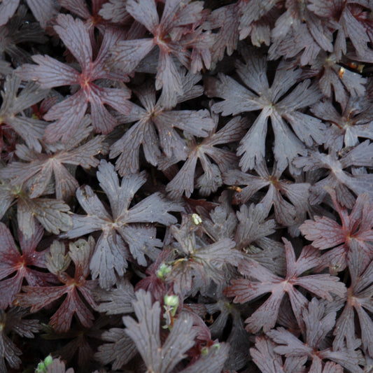 Geranium maculatum 'Espresso'