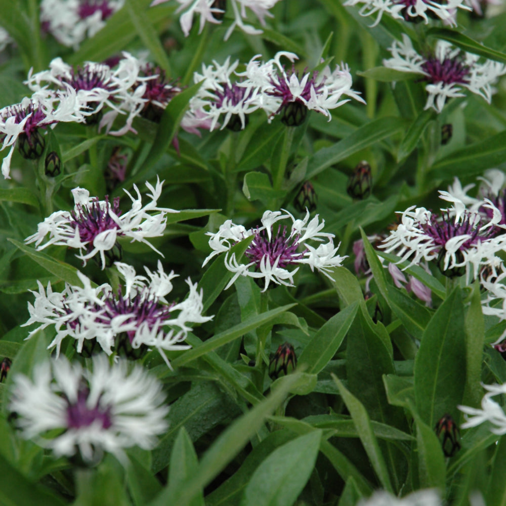 Amethyst In Snow Cornflower