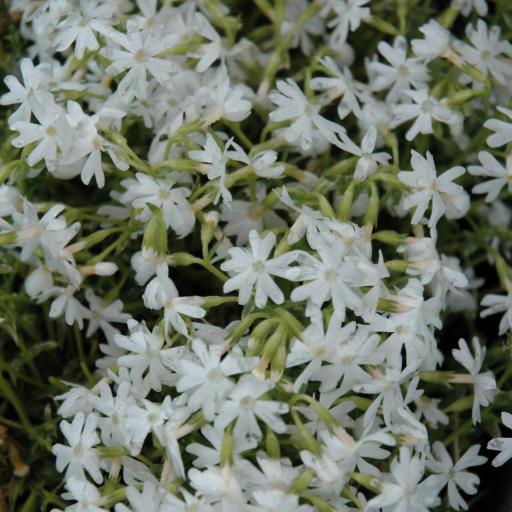 Phlox subulata 'Snowflake'