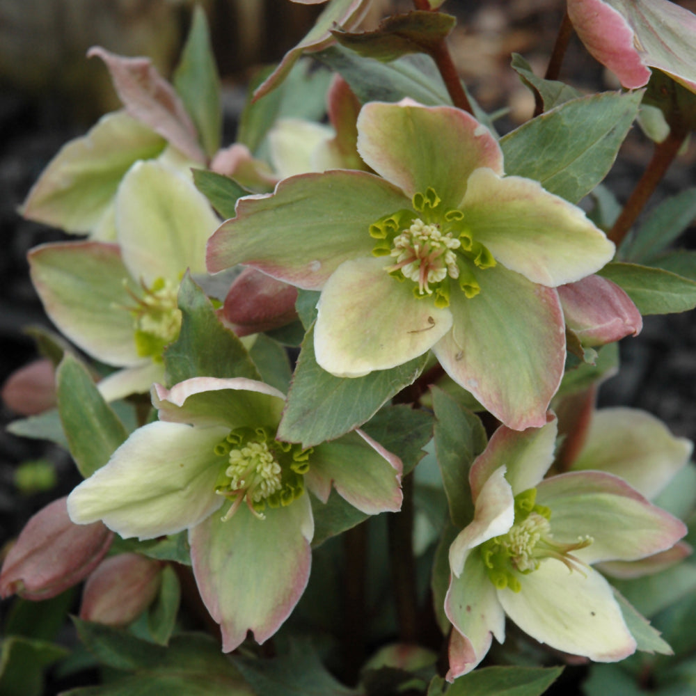 Helleborus 'Walhelivor'