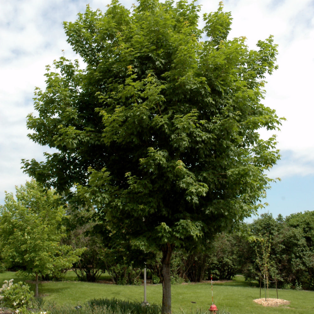 Sugar Maple