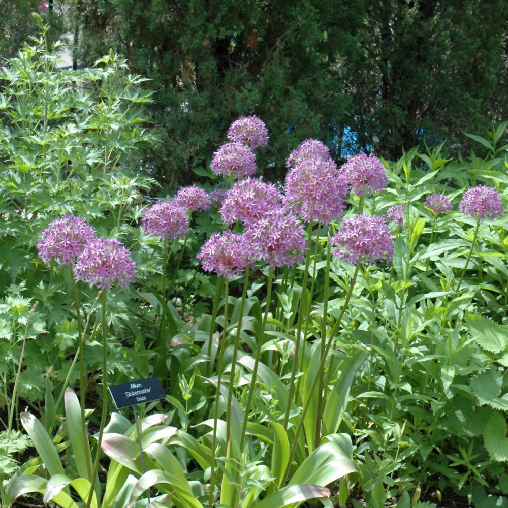 Globemaster Ornamental Onion