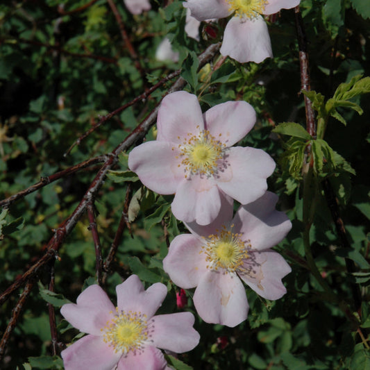Rosa carolina