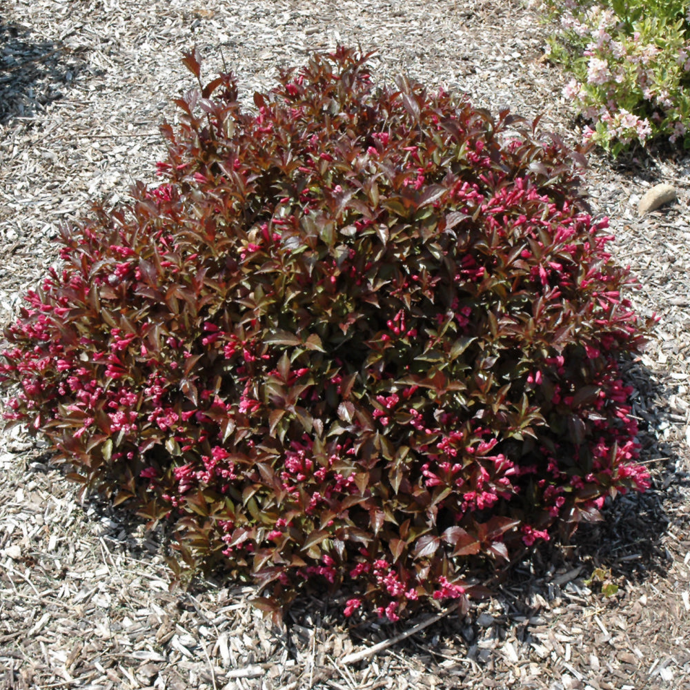 Shining Sensation™ Weigela