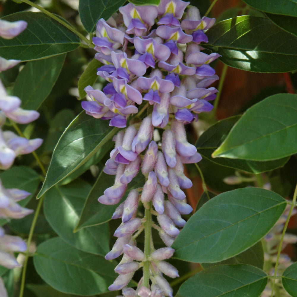 Wisteria macrostachya 'Betty Matthews'