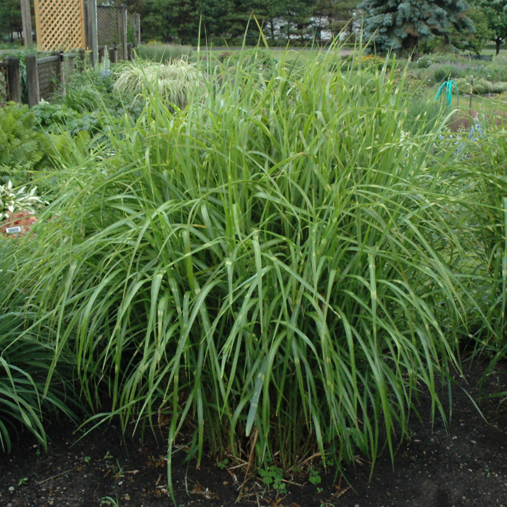 Porcupine Grass