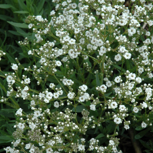Gypsophila paniculata 'Festival Star'