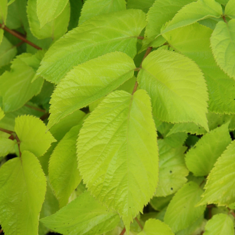 Sun King Japanese Spikenard